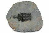 Walliserops Trilobite From Marjane, Morocco - Unusual Locality #354614-2